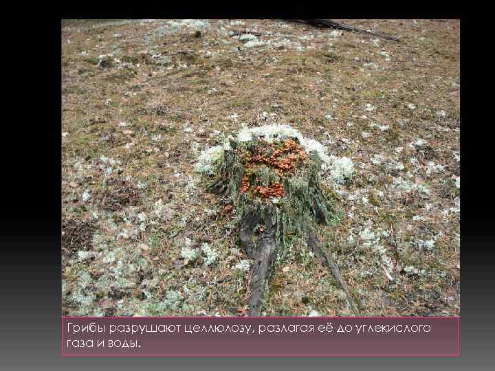 Грибы разрушают целлюлозу, разлагая её до углекислого газа и воды. 