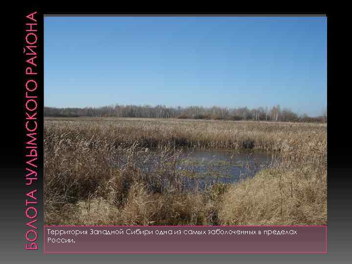 БОЛОТА ЧУЛЫМСКОГО РАЙОНА Территория Западной Сибири одна из самых заболоченных в пределах России. 