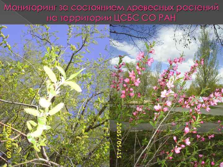 Мониторинг за состоянием древесных растений на территории ЦСБС СО РАН 