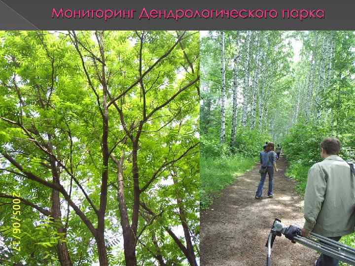 Мониторинг Дендрологического парка 