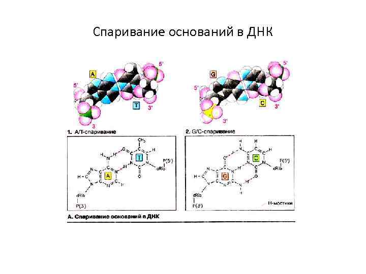 Спаривание оснований в ДНК 