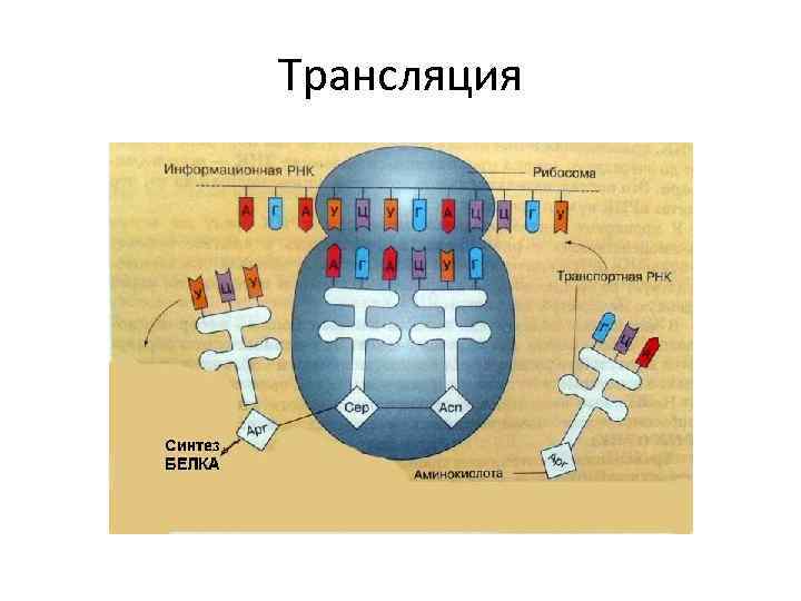 Трансляция 