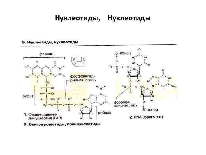 Нуклеотиды, Нуклеотиды 