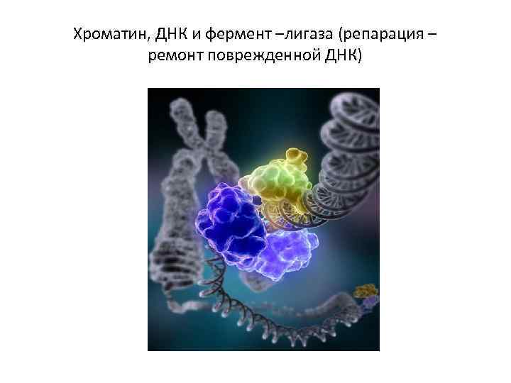 Хроматин, ДНК и фермент –лигаза (репарация – ремонт поврежденной ДНК) 