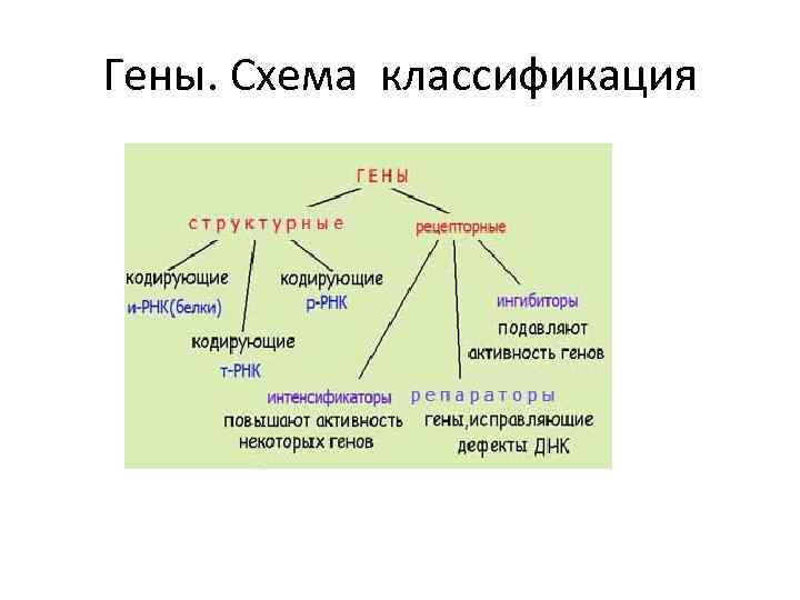 Виды генов человека