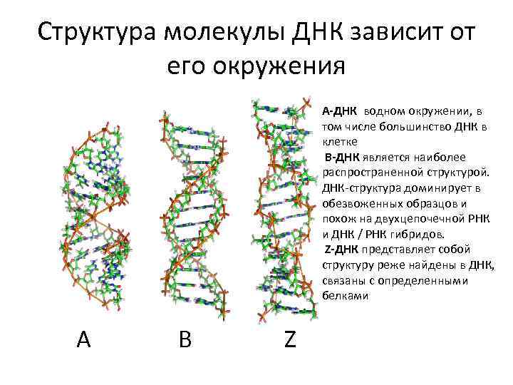 Значение молекул днк. Структура молекулы ДНК таблица. Компактную структуру молекулы ДНК формируют. Расшифровка структуры молекулы ДНК. Какова структурная организация молекулы ДНК.