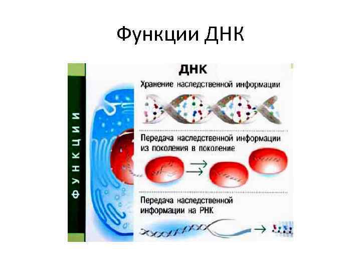 Строение и функции днк. Функции ДНК хранение и передача наследственной информации. Главная функция ДНК. Хранение наследственной информации Синтез РНК таблица. Функции дезоксирибонуклеиновой кислоты.