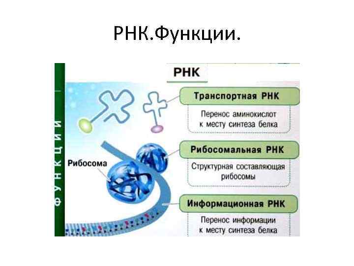 РНК. Функции. 