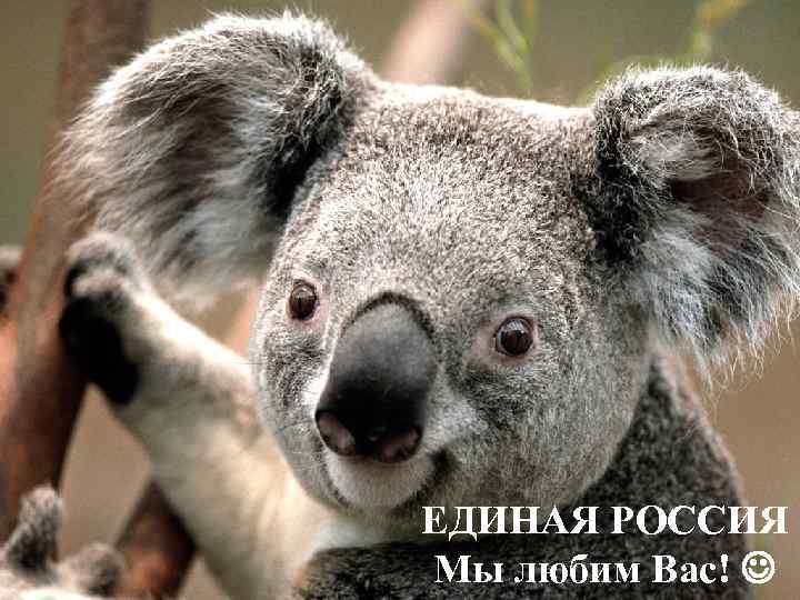 ЕДИНАЯ РОССИЯ Мы любим Вас! 