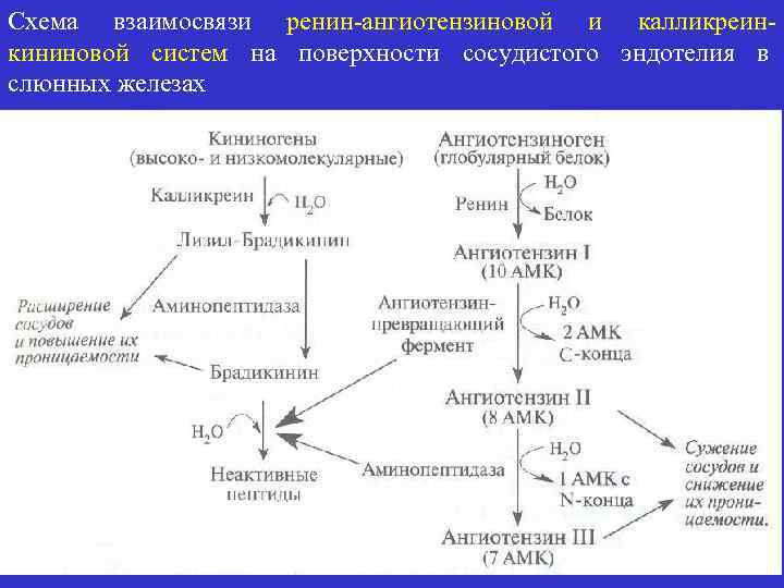 Схема отделения слюны