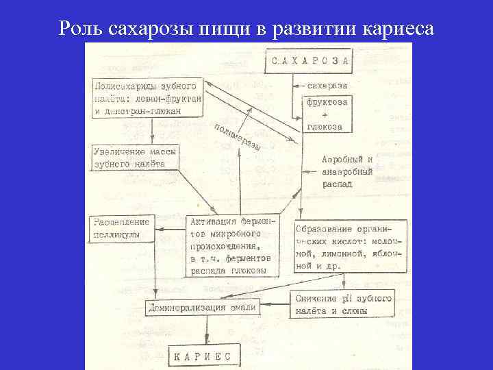 Схема отделения слюны