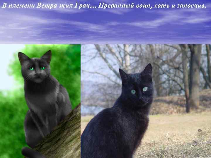 В племени Ветра жил Грач… Преданный воин, хоть и заносчив. 