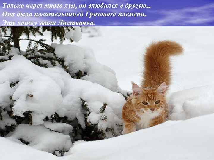 Только через много лун, он влюбился в другую. . . Она была целительницей Грозового