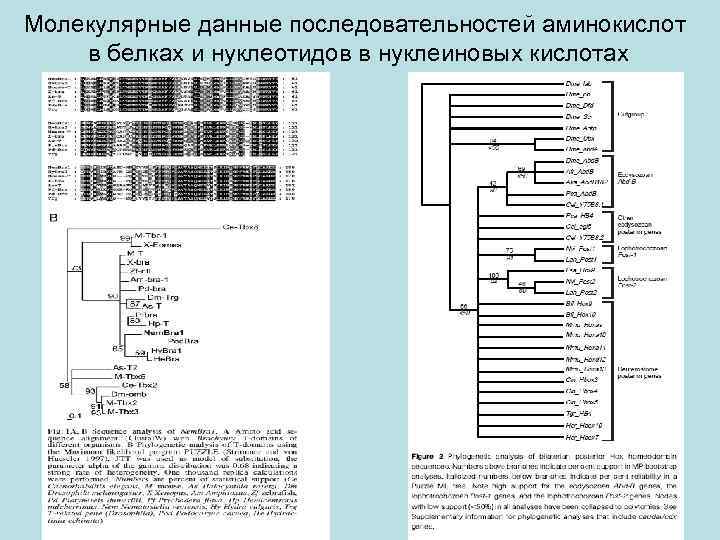 Молекулярные данные последовательностей аминокислот в белках и нуклеотидов в нуклеиновых кислотах 