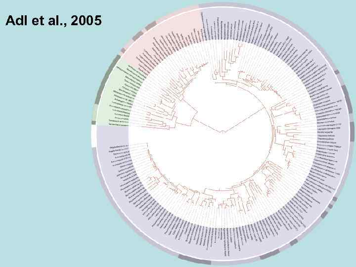 Adl et al. , 2005 
