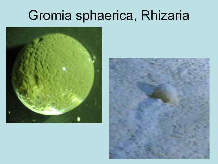 Gromia sphaerica, Rhizaria 