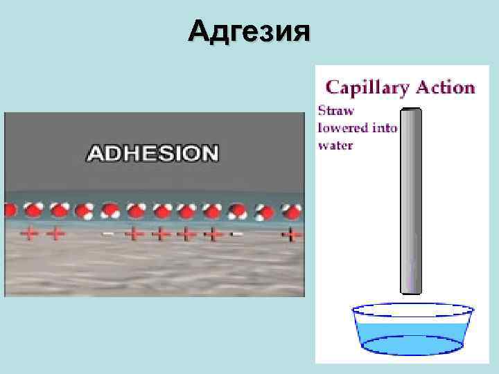 Адгезия 