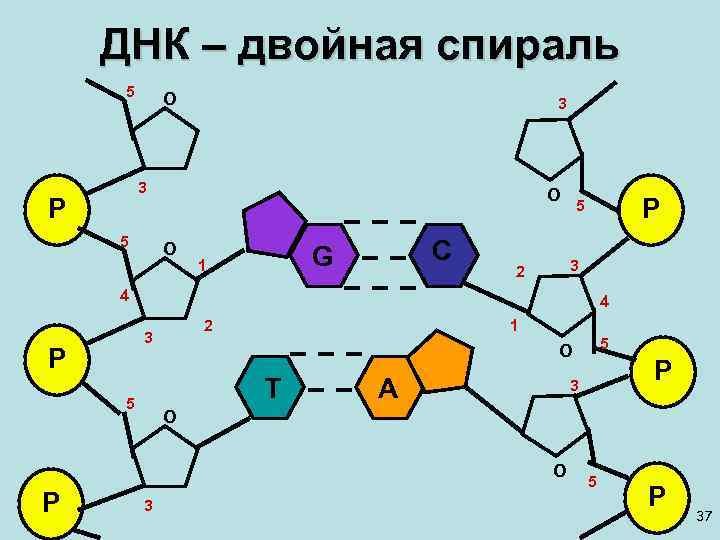 Днк состоит из 2. Макромолекула нуклеиновой кислоты. ФРАГМЕНТЫ макромолекулы ДНК. Двойная спираль липида. Последовательность макромолекул белки липиды углеводы.