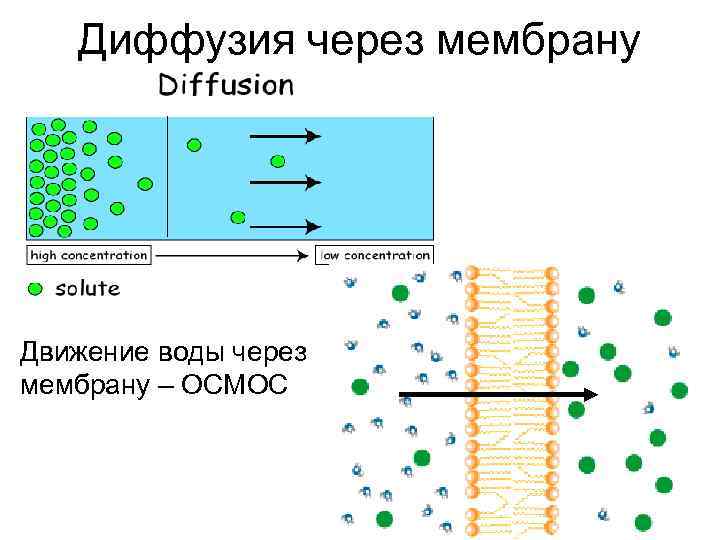 Диффузия через мембрану Движение воды через мембрану – ОСМОС 