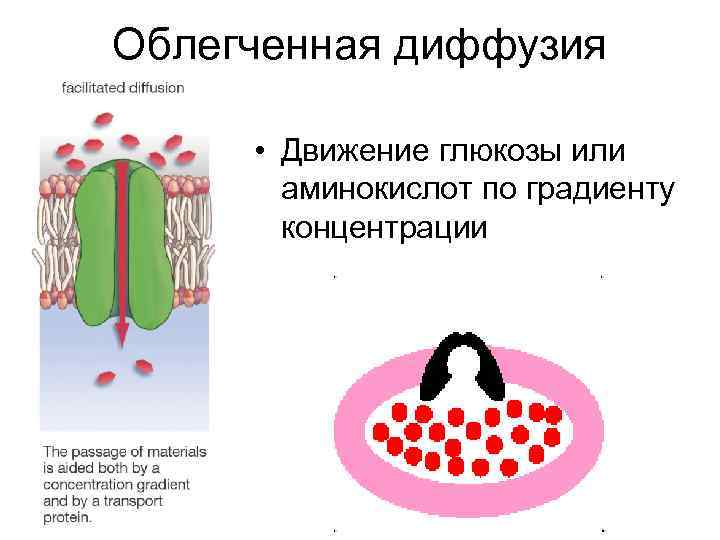 Диффузия мембраны. Облегченная диффузия Глюкозы. Облегченная диффузия по градиенту концентрации. Простая диффузия схема. Диффузия Глюкозы через мембрану.