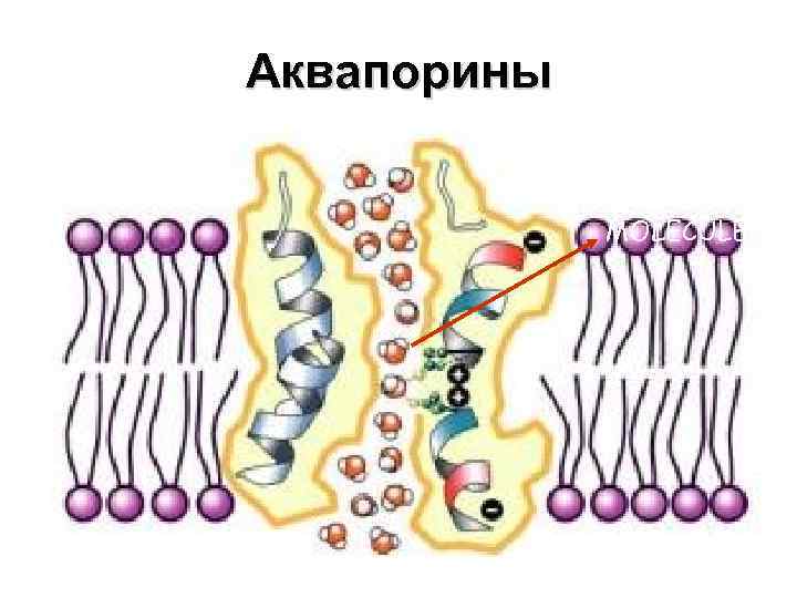 Аквапорины • Water Channels WATER • Protein pores used during OSMOSIS MOLECULES 