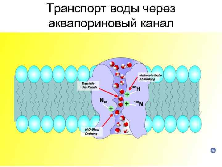 Транспорт воды через аквапориновый канал 