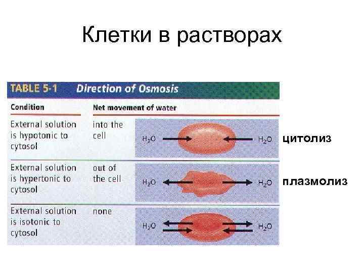 Клетки в растворах цитолиз плазмолиз 