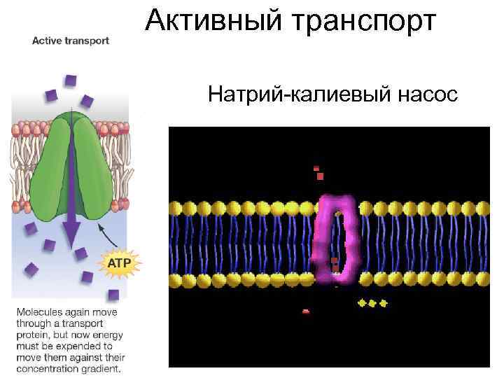 Активный транспорт Натрий-калиевый насос 