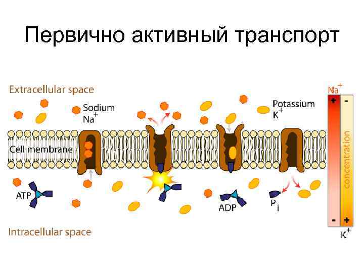 Первично активный транспорт 