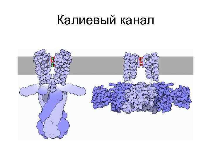 Калиевый канал 