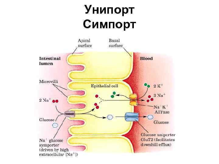 Унипорт Симпорт 