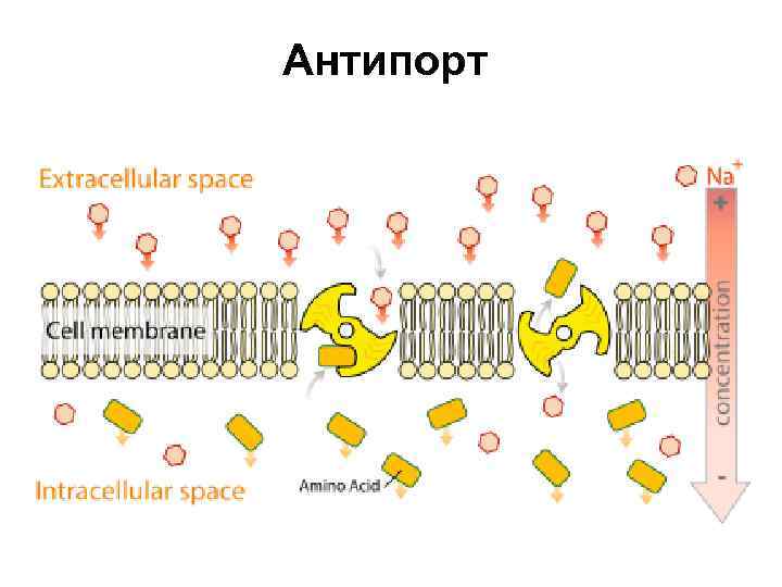 Антипорт 