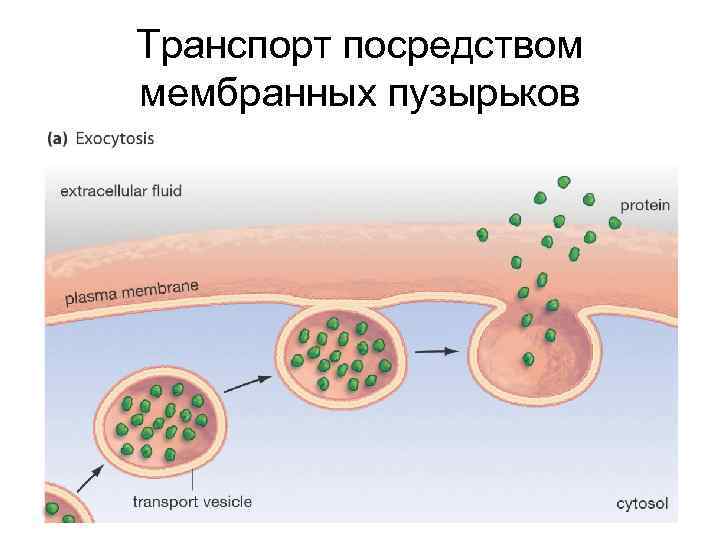 Транспорт посредством мембранных пузырьков 