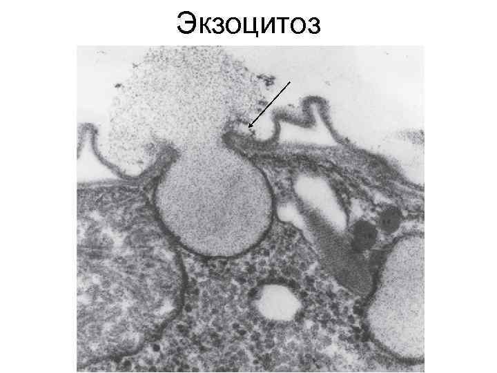 Экзоцитоз 
