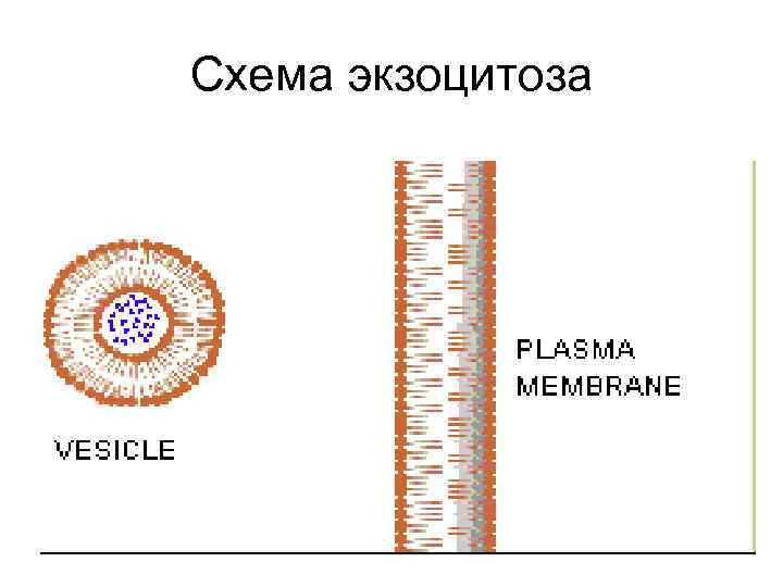 Схема экзоцитоза 