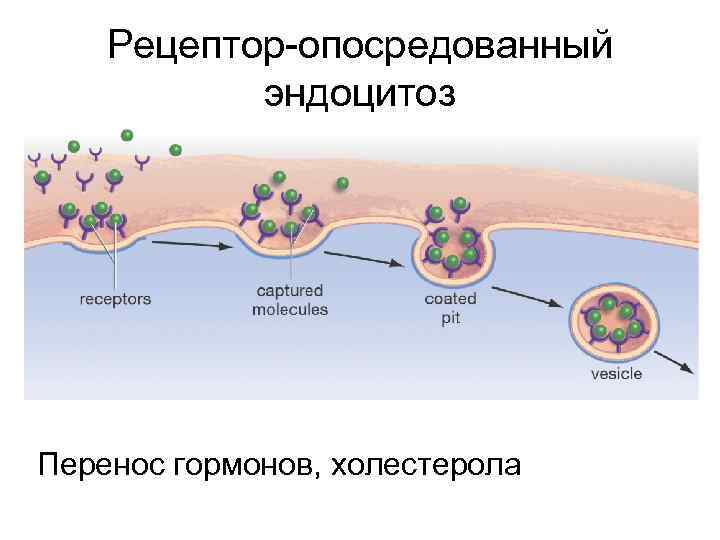 Рецептор-опосредованный эндоцитоз Перенос гормонов, холестерола 