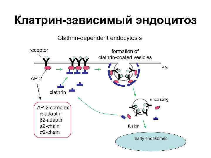 Клатрин-зависимый эндоцитоз 