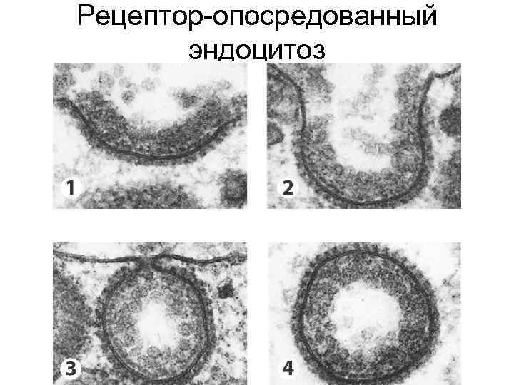 Рецептор-опосредованный эндоцитоз 