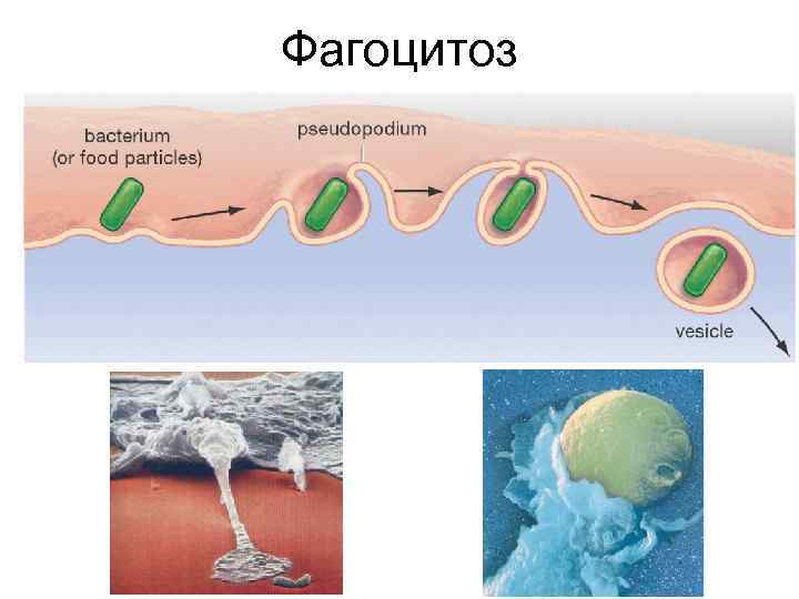 Фагоцитоз 