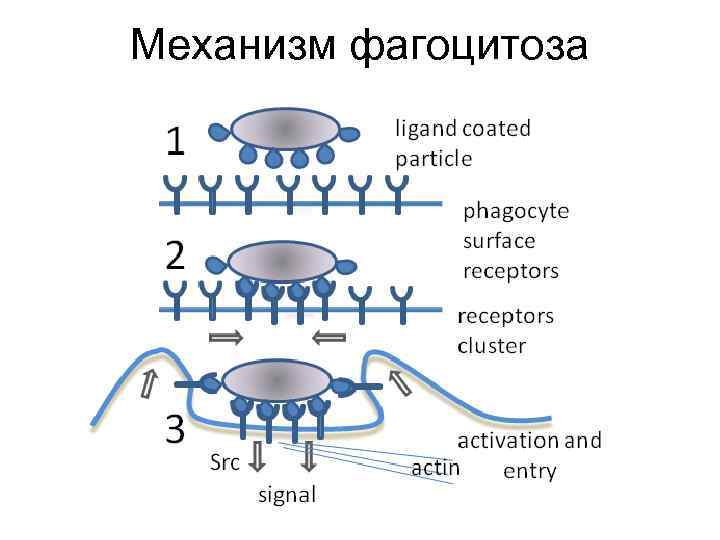 Механизм фагоцитоза 