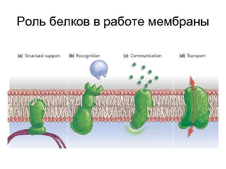 Роль белков в работе мембраны 