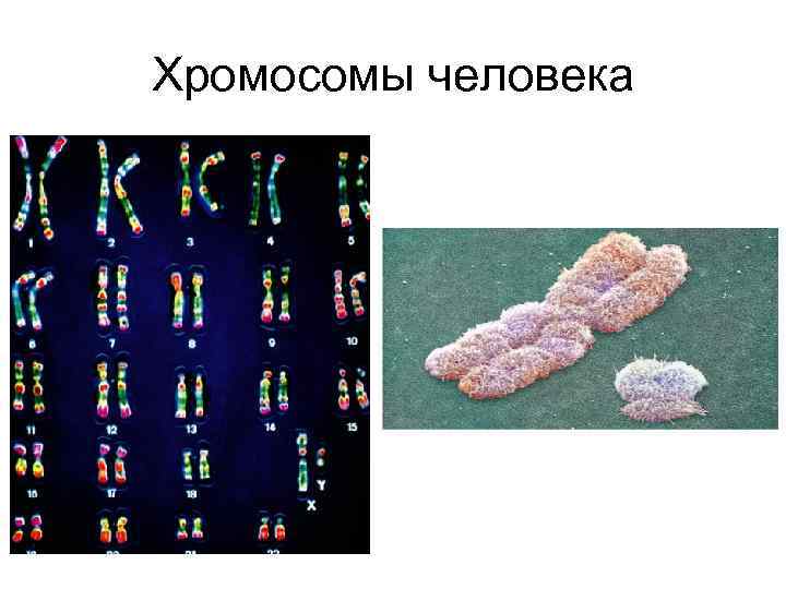 Хромосомы человека 