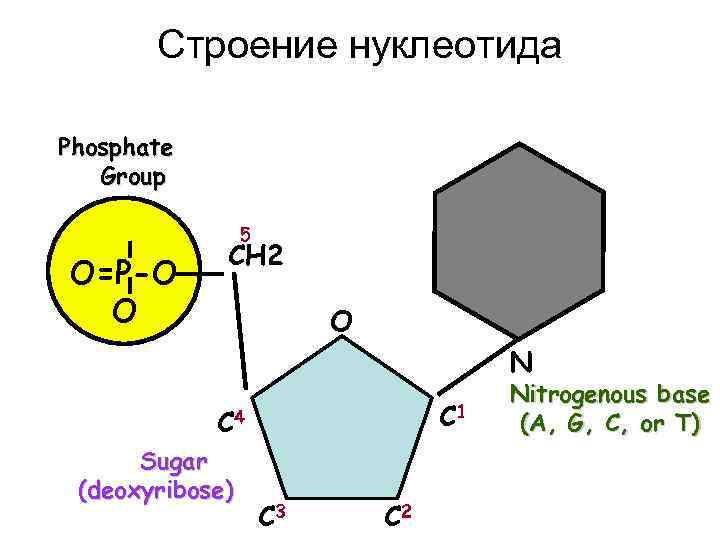 Строение нуклеотида Phosphate Group 5 O=P-O O CH 2 O N C 1 C