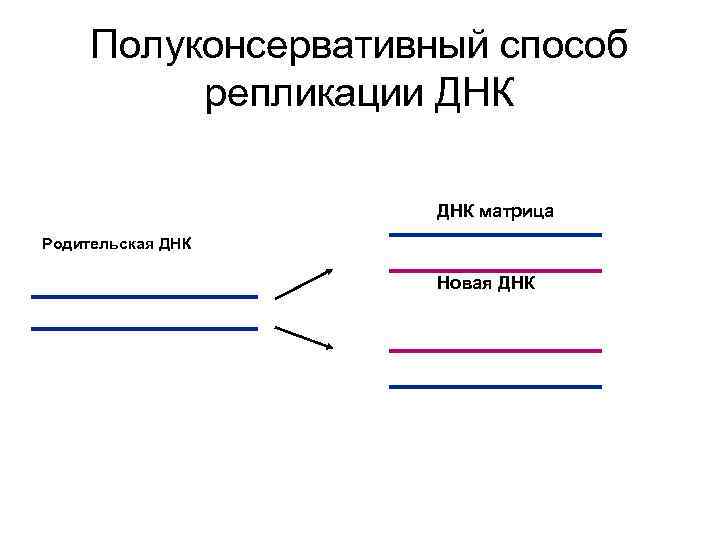 Полуконсервативный способ репликации ДНК матрица Родительская ДНК Новая ДНК 