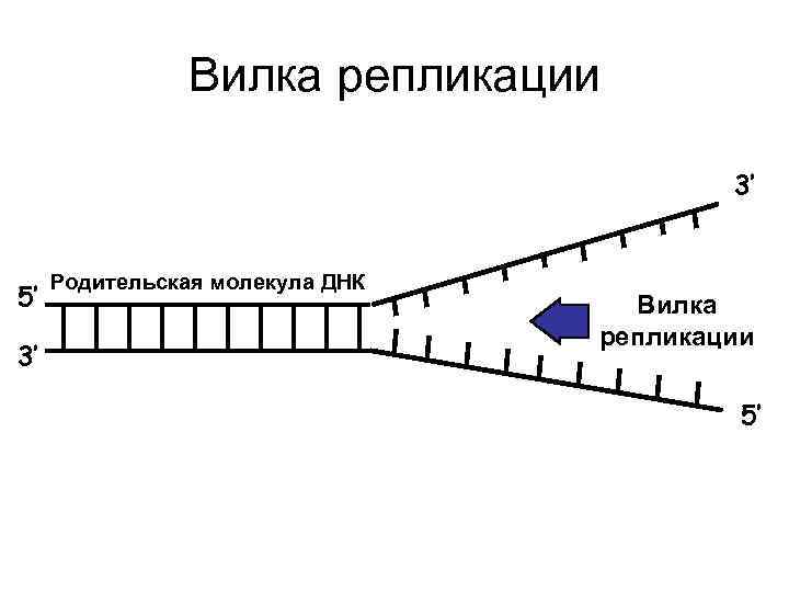 Вилка репликации 3’ 5’ 3’ Родительская молекула ДНК Вилка репликации 5’ 