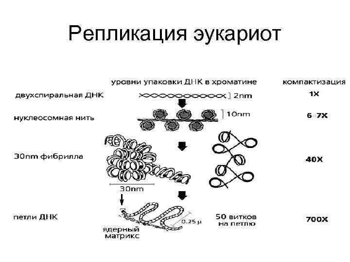 Репликация про и эукариот