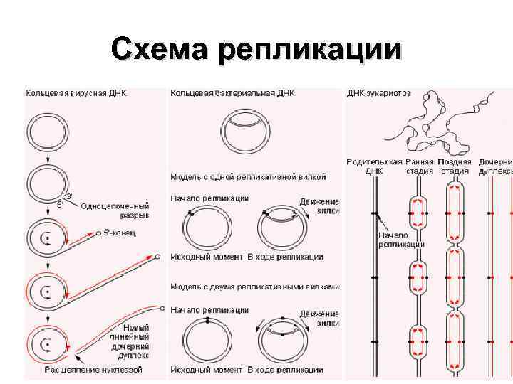 Репликация про и эукариот