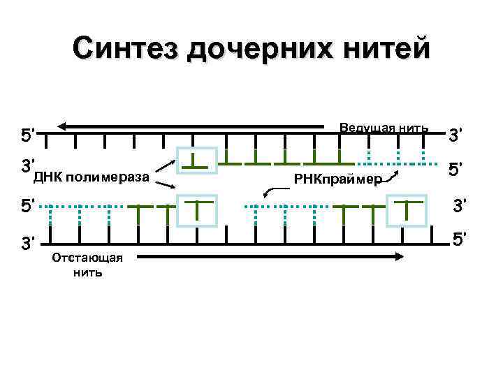 Синтез дочерних нитей Ведущая нить 5’ 3’ ДНК полимераза РНКпраймер 3’ 5’ 5’ 3’