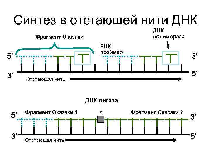 Синтез в отстающей нити ДНК полимераза Фрагмент Оказаки РНК праймер 5’ 3’ 3’ 5’