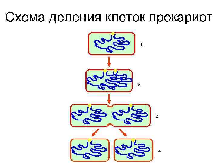 Схема деления клеток прокариот 